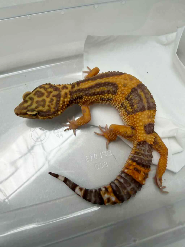 B250519 Tangerine Albino BN Cross