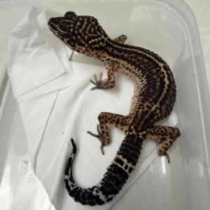 B251167 Black Night ph Bell Albino