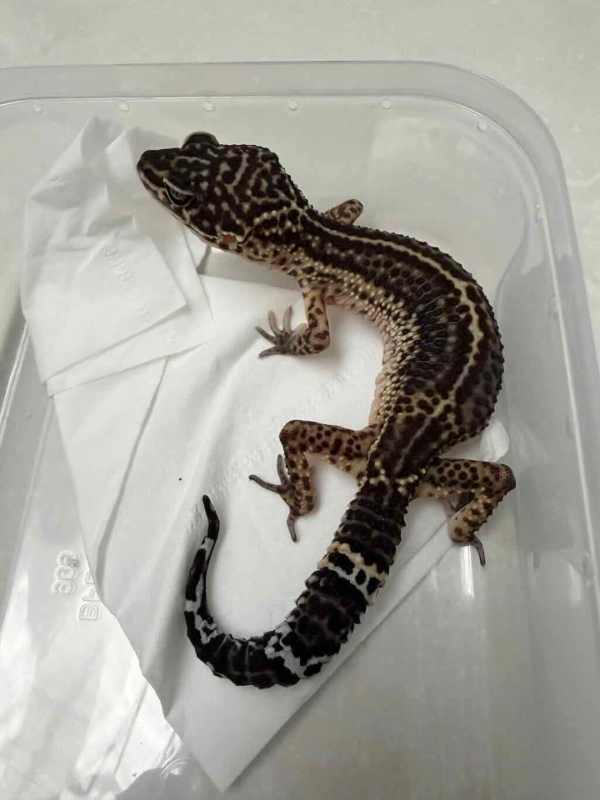 B251167 Black Night ph Bell Albino