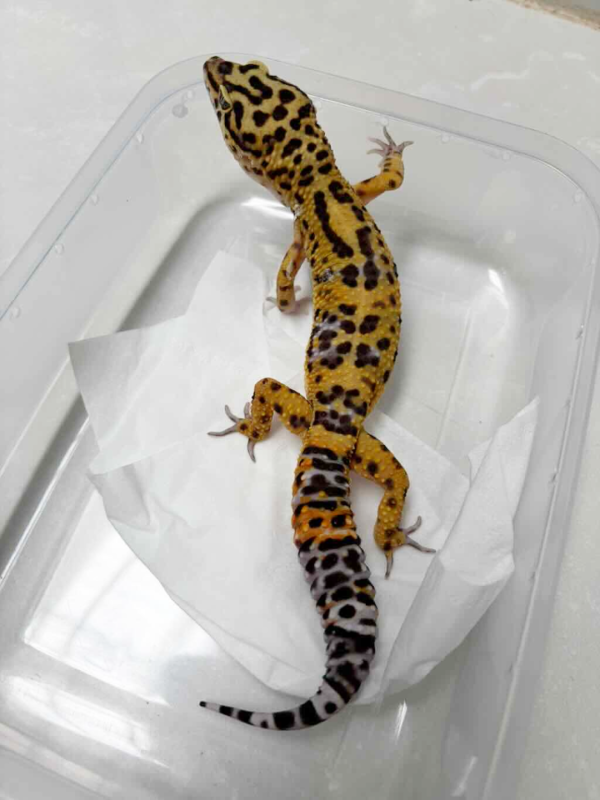 B251825 Tangerine Fire Line het Tremper jantan