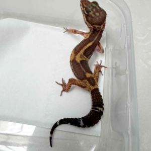 B261318 Chocolate betina
