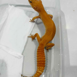 B261389 SHTCTB ph Tremper betina