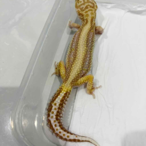 B261393 Tremper Bold Stripe betina