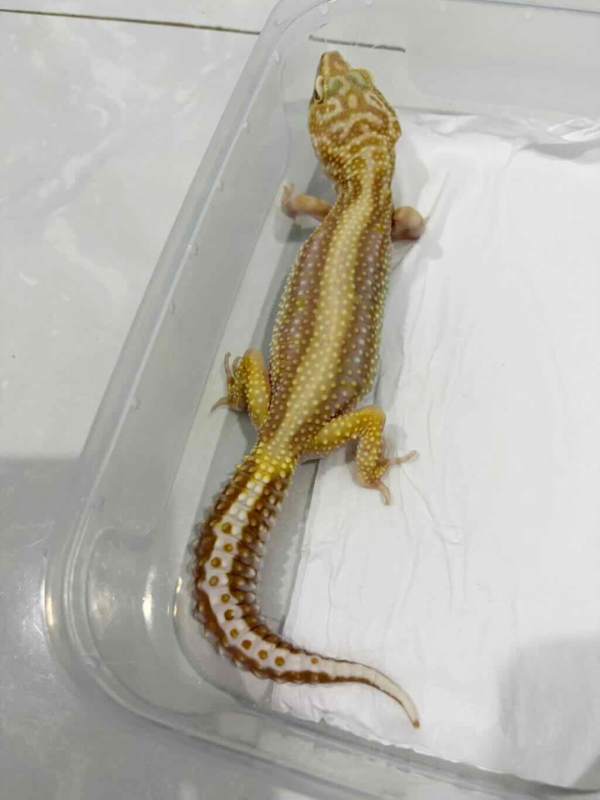 B261393 Tremper Bold Stripe betina