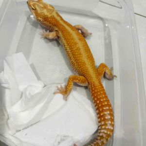 B261394 Gecko APTOR CT jantan