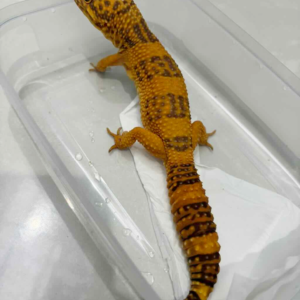 B261395 Gecko Sunspot jantan B261395 Gecko Sunspot jantan