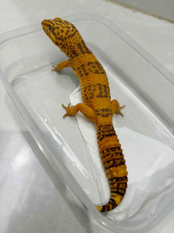 B261395 Gecko Sunspot jantan