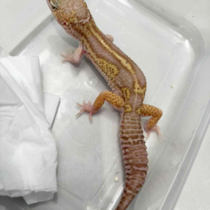 B261400 Gecko Snow Chocolate het RAPTOR jantan B261400 Gecko Snow Chocolate het RAPTOR jantan