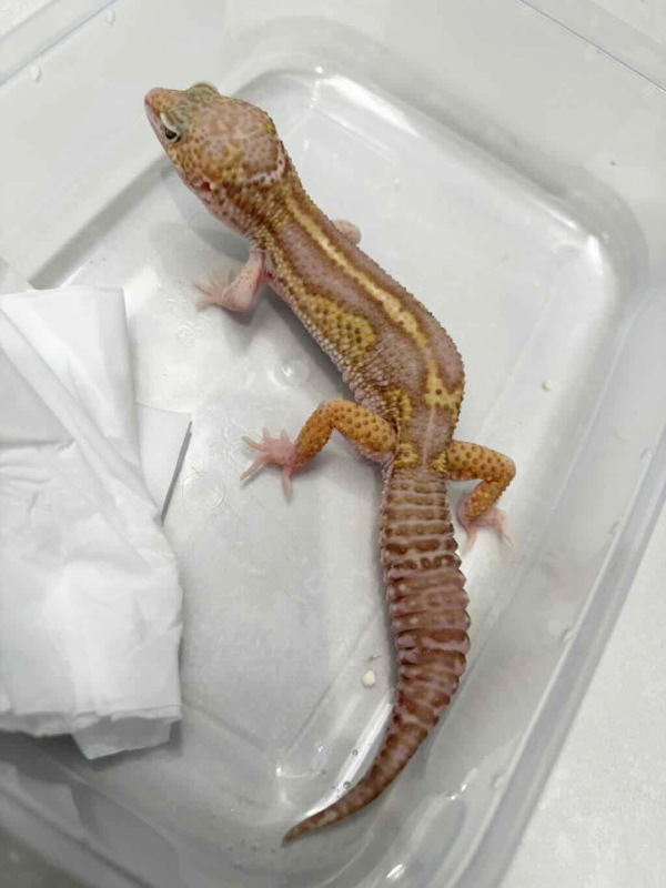 B261400 Gecko Snow Chocolate het RAPTOR jantan