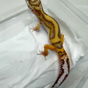 B261405 Tangerine Tremper Bold Stripe betina