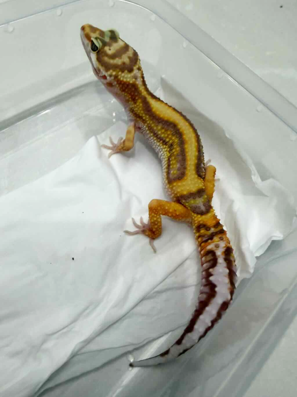 B261405 Tangerine Tremper Bold Stripe betina