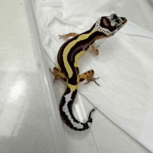 B261407 Bold Stripe ph Tremper betina