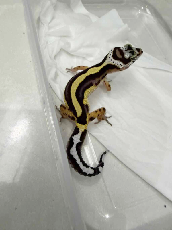 B261407 Bold Stripe ph Tremper betina