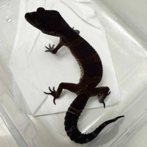 B261411 Black Night ph Bell Albino betina