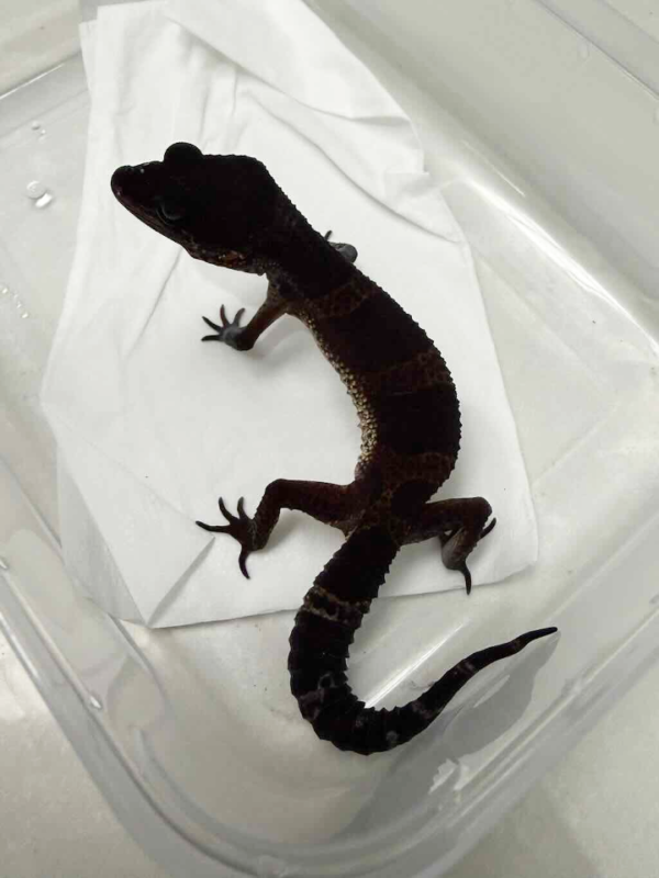 B261411 Black Night ph Bell Albino betina