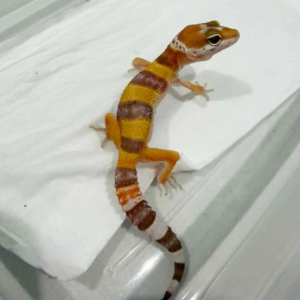 B261413 Tangerine Albino jantan