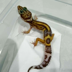 B261415 Tremper Bold Stripe Black Night Cross B261415 Tremper Bold Stripe Black Night Cross