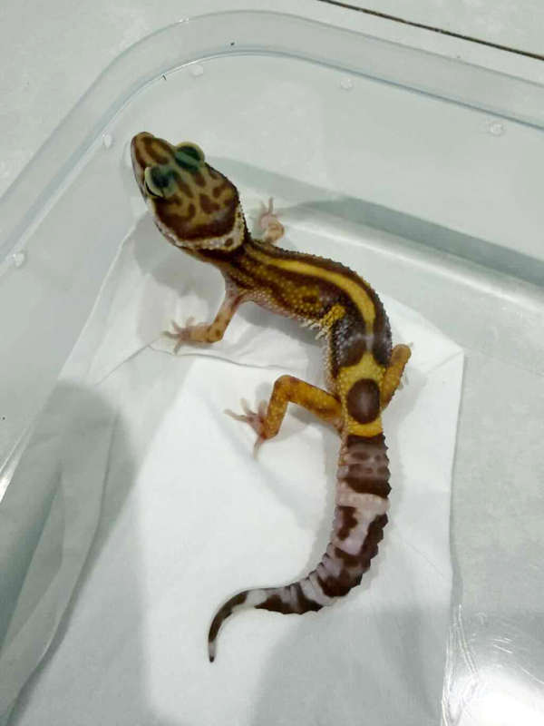 B261415 Tremper Bold Stripe Black Night Cross