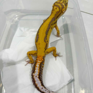 B261417 Tangerine Tremper Bold Stripe jantan