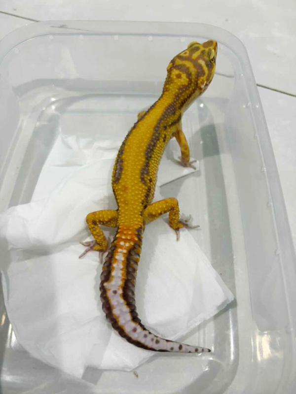 B261417 Tangerine Tremper Bold Stripe jantan