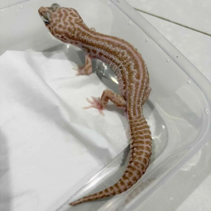 B261420 Super Snow Tremper BN Cross jantan B261420 Super Snow Tremper BN Cross jantan