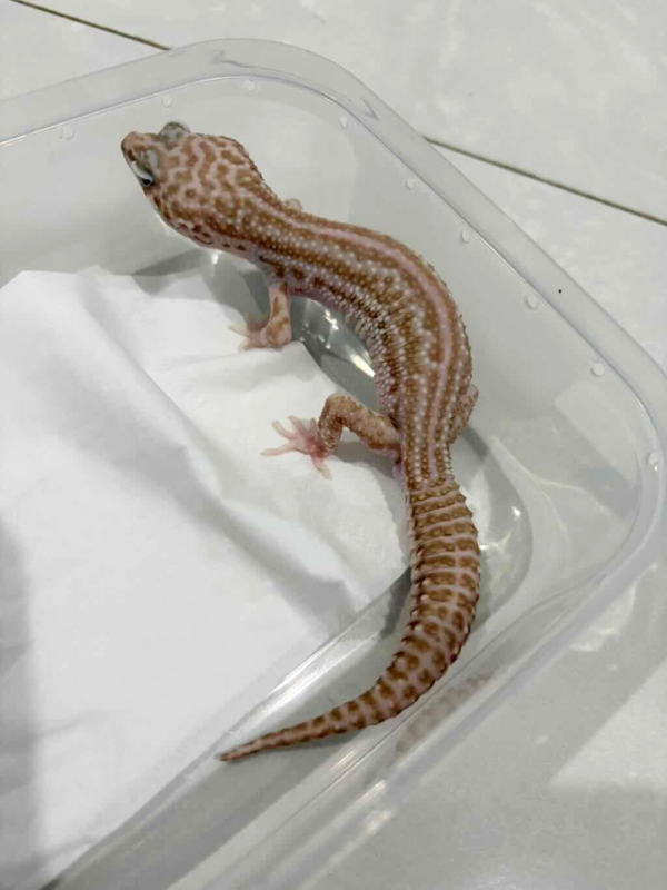 B261420 Super Snow Tremper BN Cross jantan