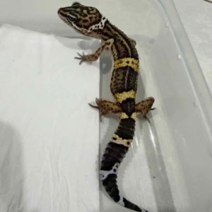 B261421 Black Night gecko jantan