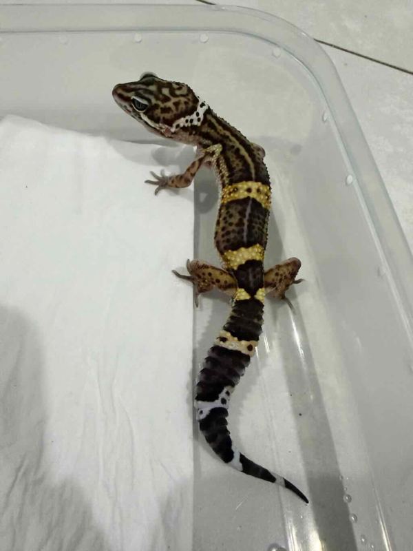 B261421 Black Night gecko jantan