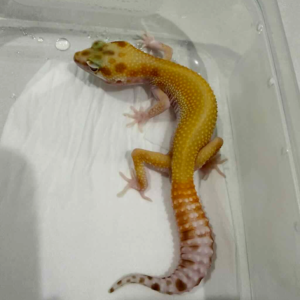 B261422 White & yellow RAPTOR jantan