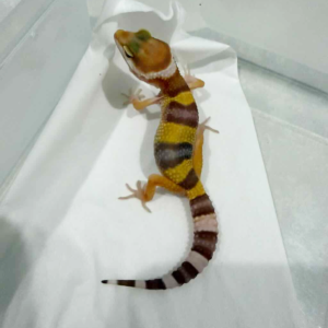 B261430 Tangerine Albino betina