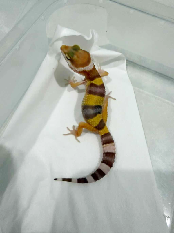 B261430 Tangerine Albino betina