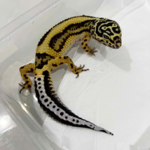 B261436 Bold Stripe betina