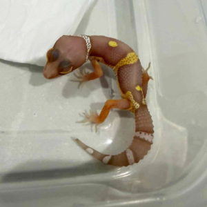B261439 Black Night Bell Albino