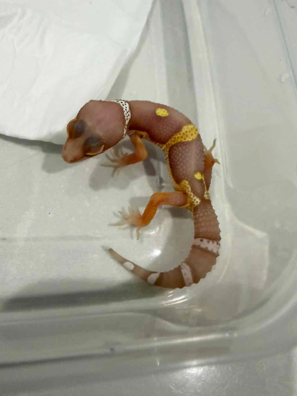 B261439 Black Night Bell Albino