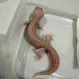 B261443 Panda Albino Leopard Gecko