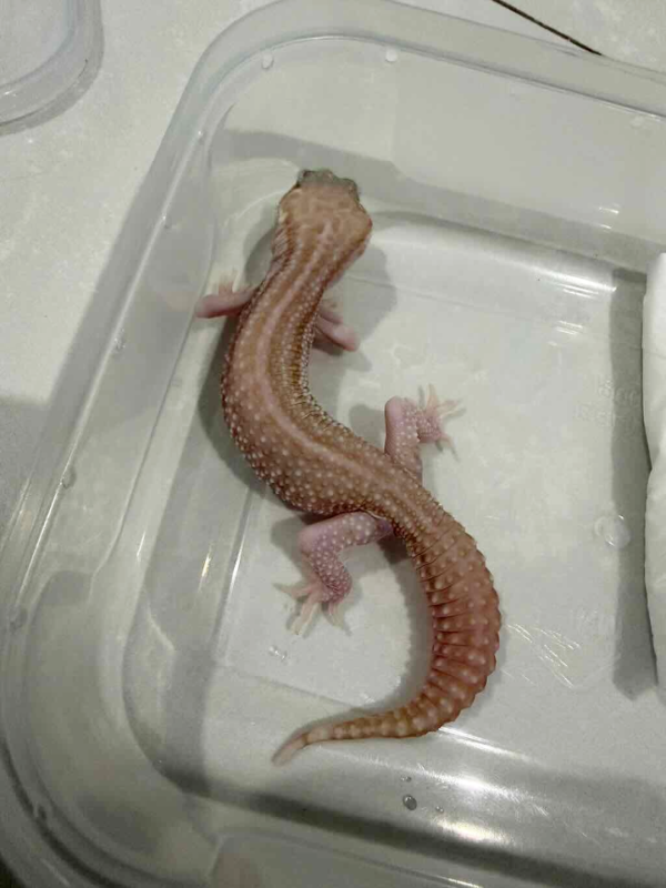 B261443 Panda Albino Leopard Gecko