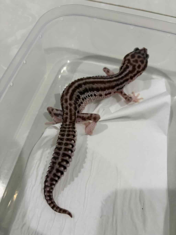 B261453 Super Snow Black Night Cross betina