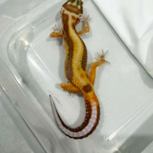 B261455 Tremper Albino Stripe betina