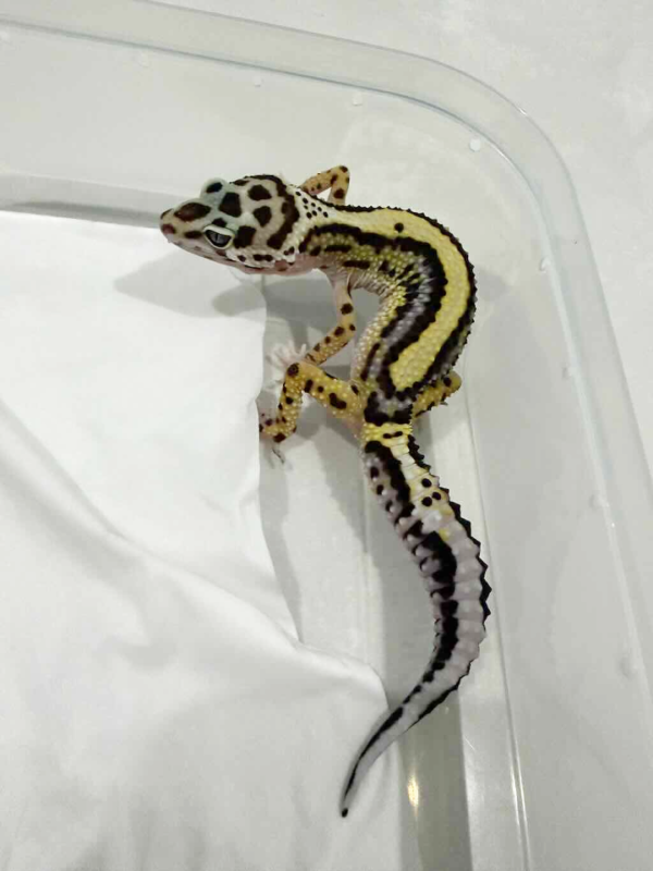 B261456 Bold Stripe betina
