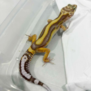 B261466 Tremper Bold Stripe gecko jantan B261466 Tremper Bold Stripe gecko jantan