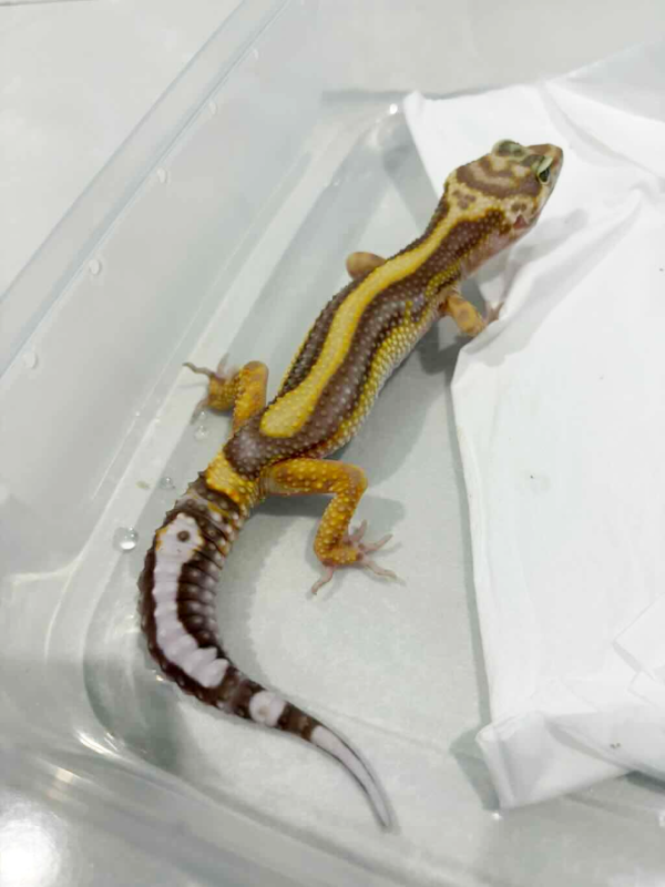 B261466 Tremper Bold Stripe gecko jantan