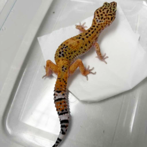 B261505 Hot Gecko Line betina