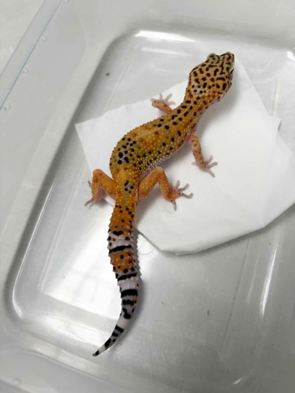 B261505 Hot Gecko Line betina