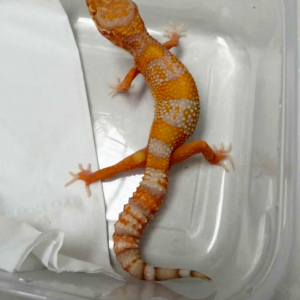 B261533 Bell Lavender ph Radar betina