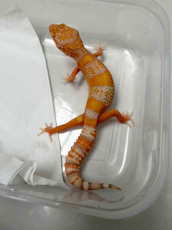 B261533 Bell Lavender ph Radar betina