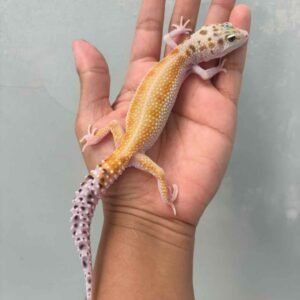 Eclipse Patty Stripe het RAPTOR - Betina - B261497