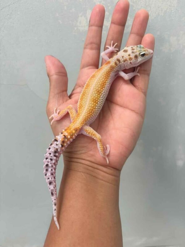 Eclipse Patty Stripe het RAPTOR - Betina - B261497
