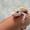 Eclipse Patty Stripe het RAPTOR - Betina - B261497
