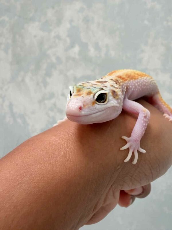 Eclipse Patty Stripe het RAPTOR - Betina - B261497