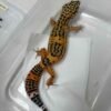 Tangerine Fire Line Black Night Cross - Betina - B251493 - RARE GENE